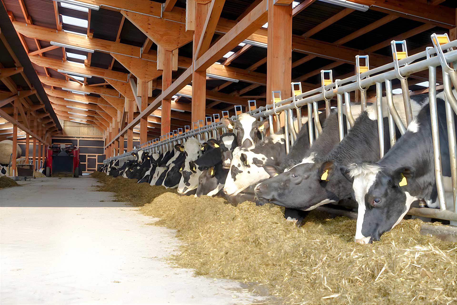 Rinder im Stall