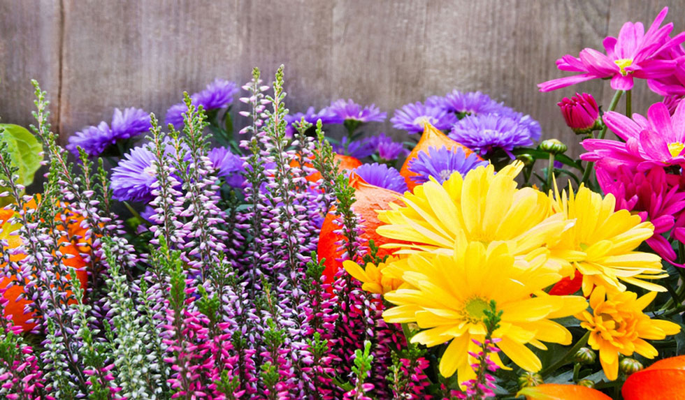 Herbstblumen