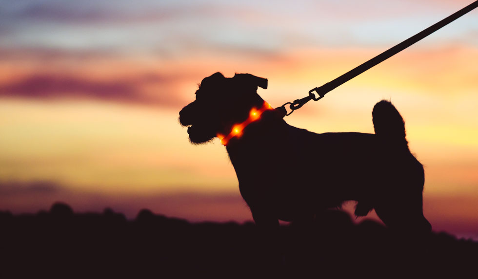 Hund mit Leuchthalsband