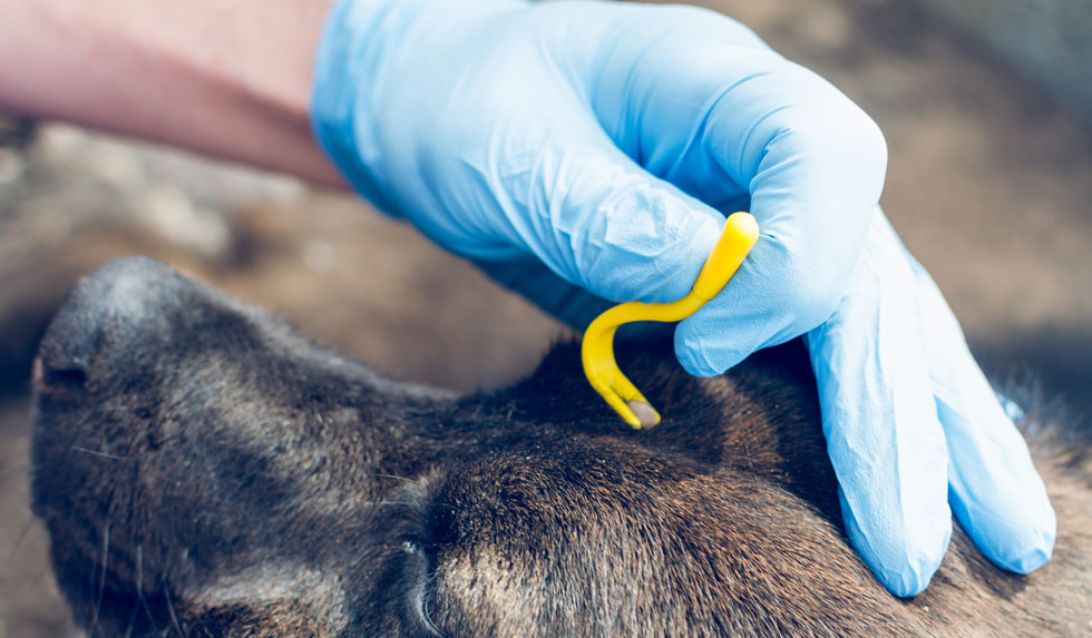 Zecke wird am Hundekopf entfernt