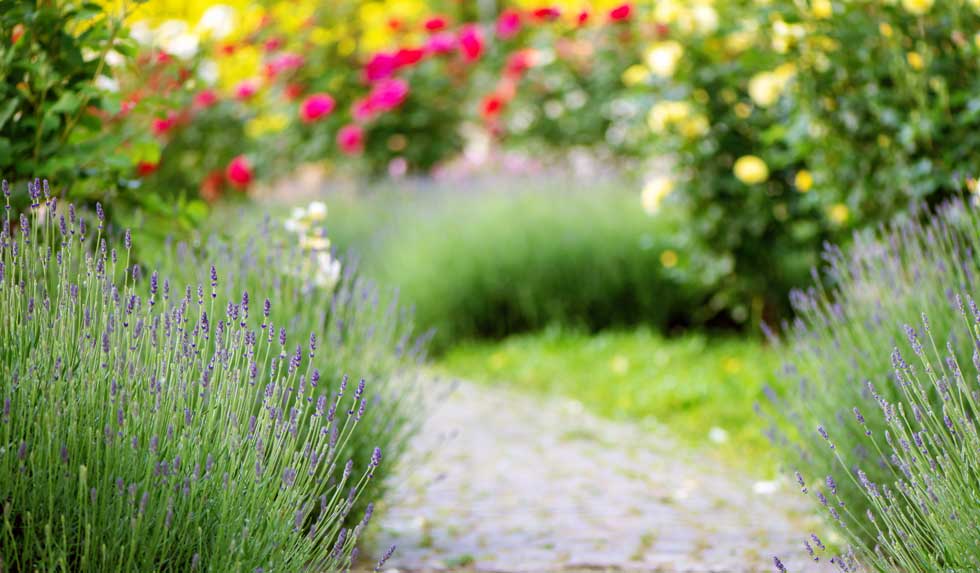 Schöner Garten im Frühsommer