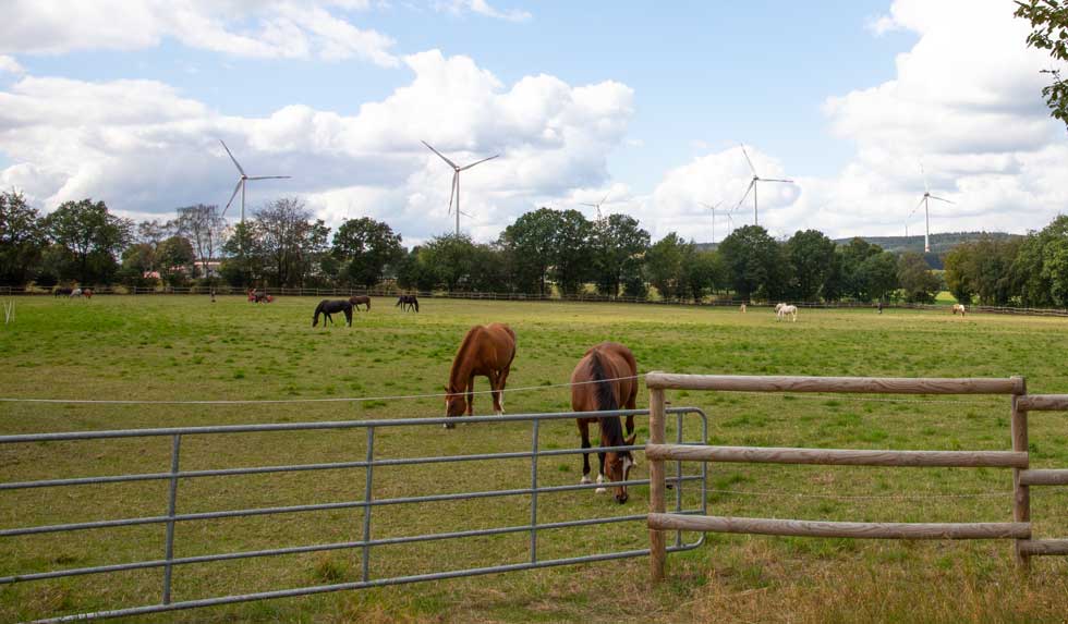 Pferde auf der Weide