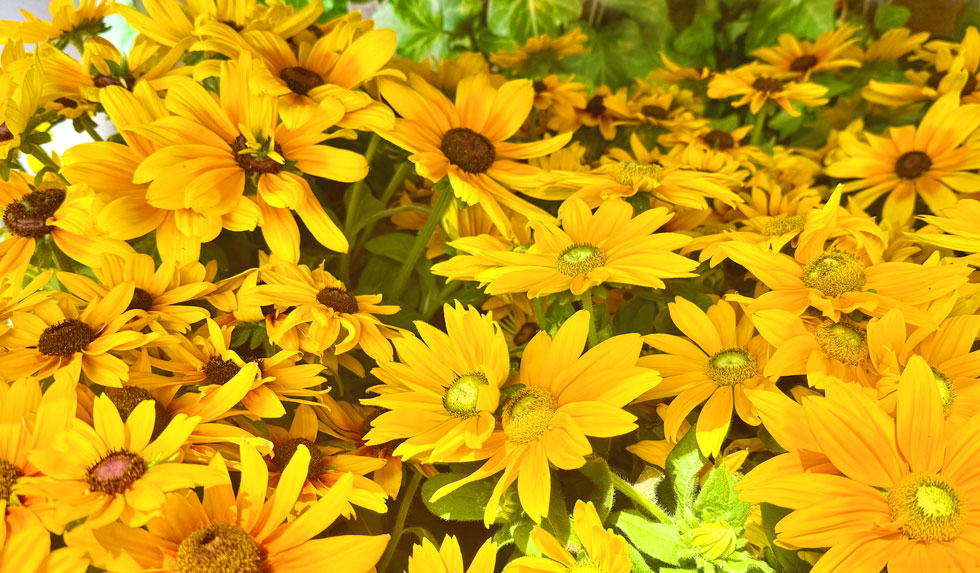 Blumen Sonnenhut