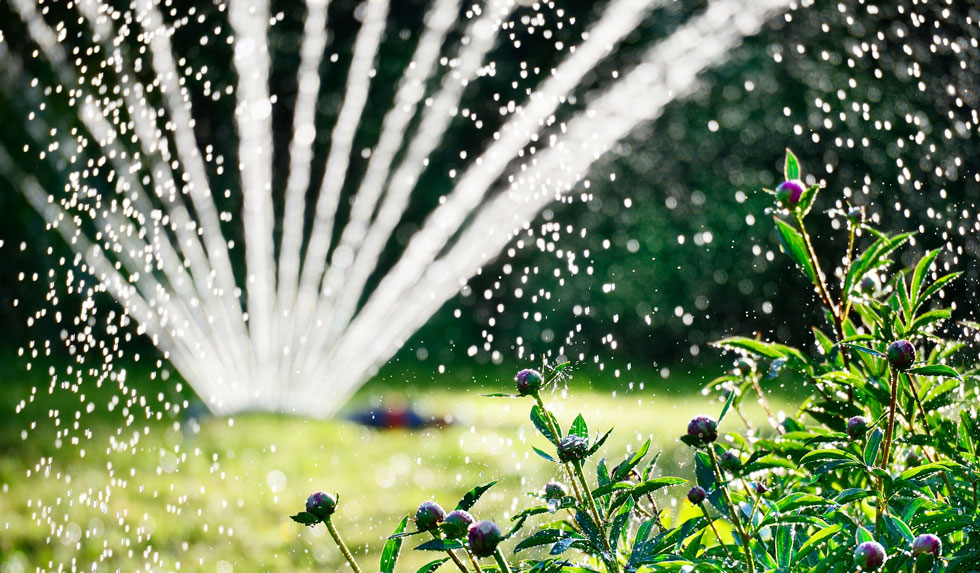 Rasensprinkler in Aktion