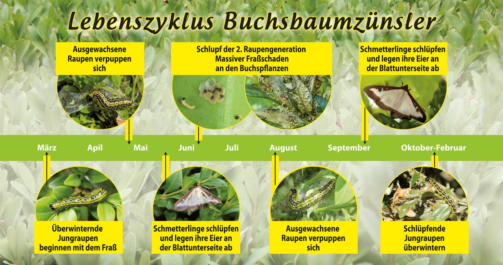 Buchsbaumzuensler Lebenszyklus