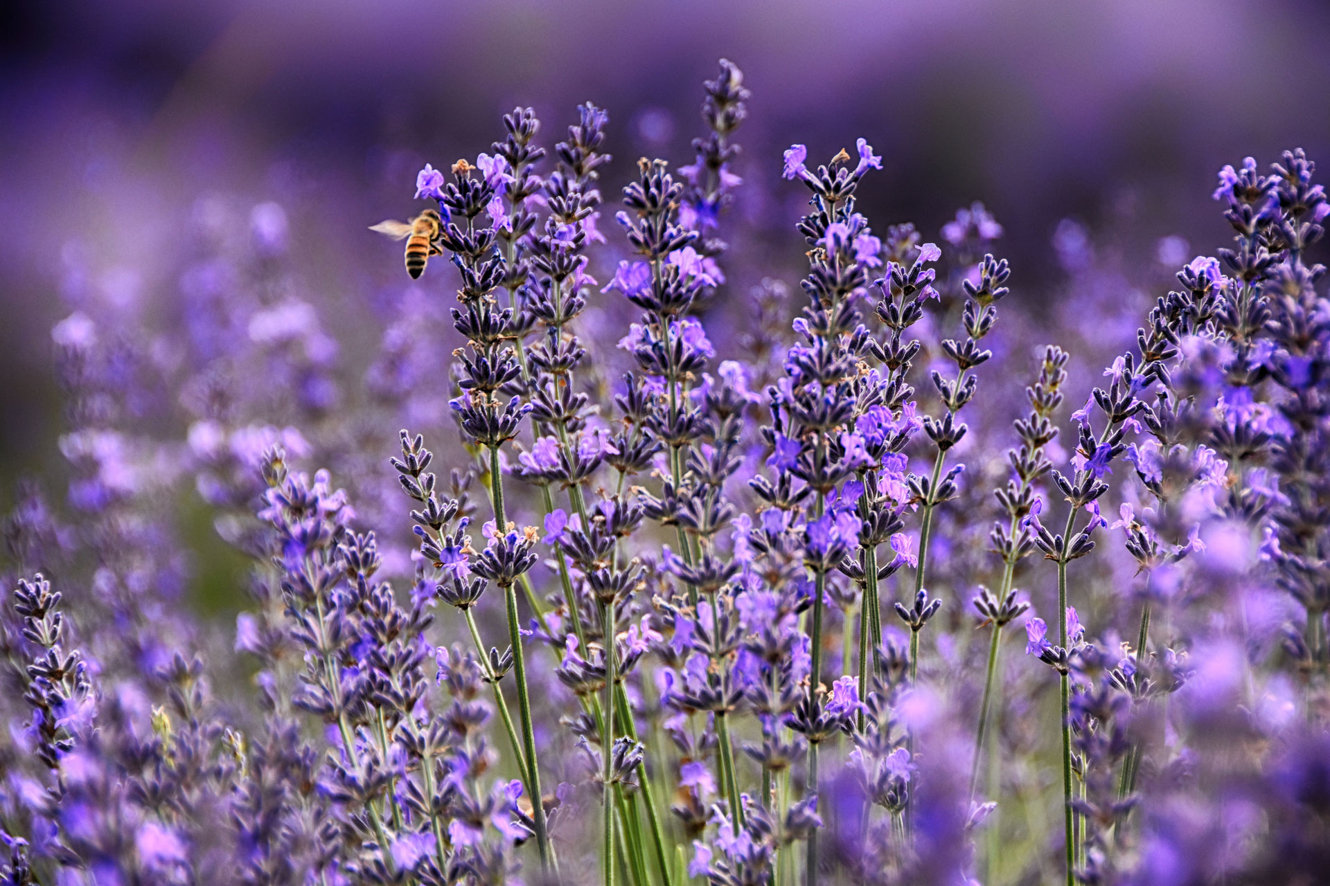 Lavendel