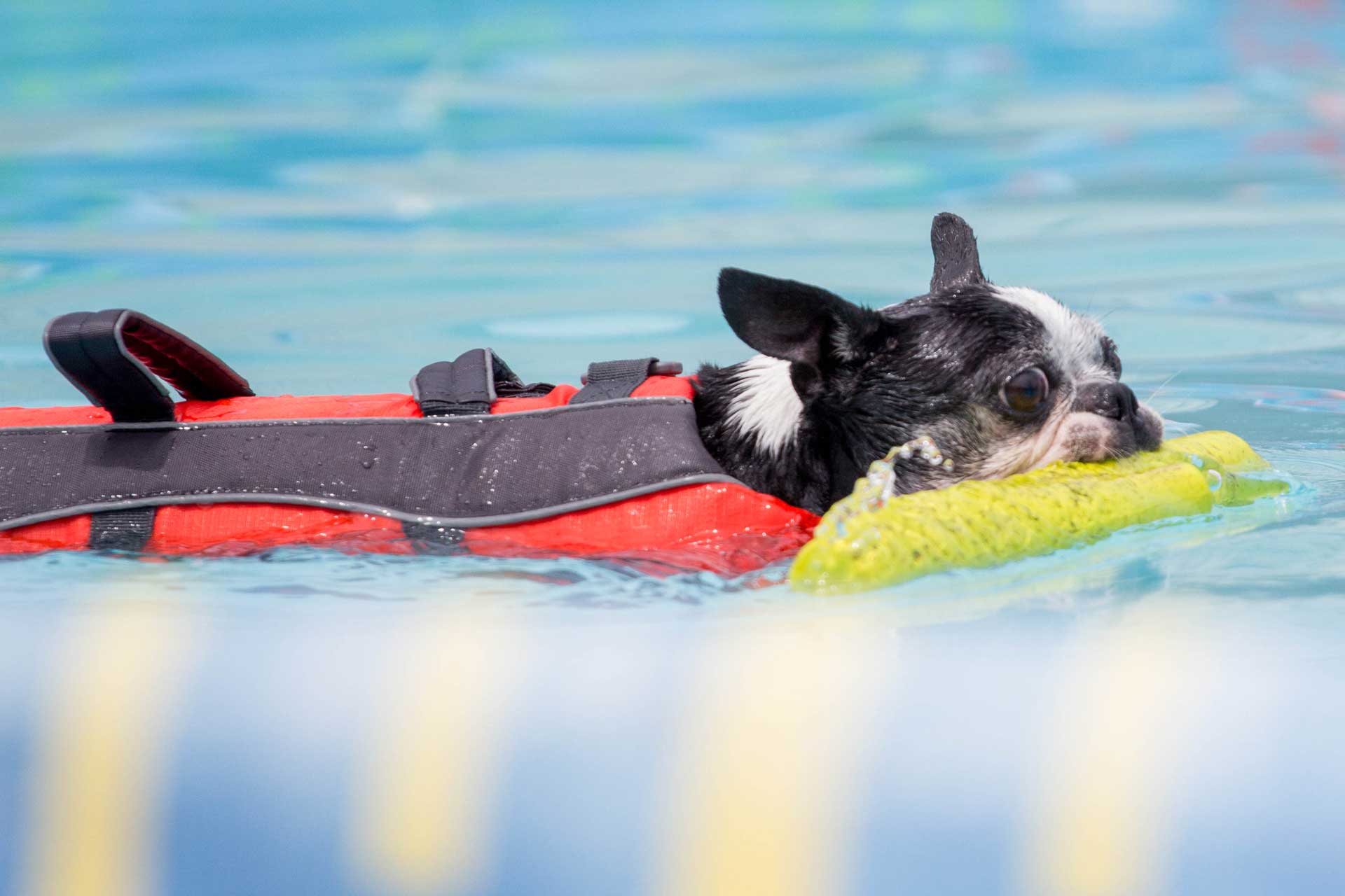 Kleiner Hund schwimmt