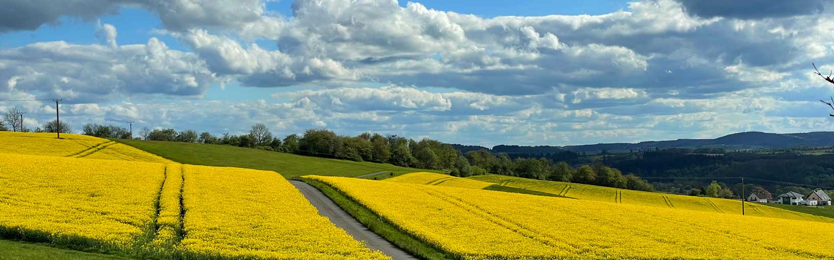 Rapsfeld in der Blüte