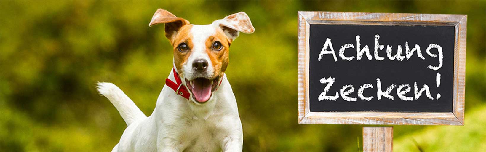 Jack Russel Terrier