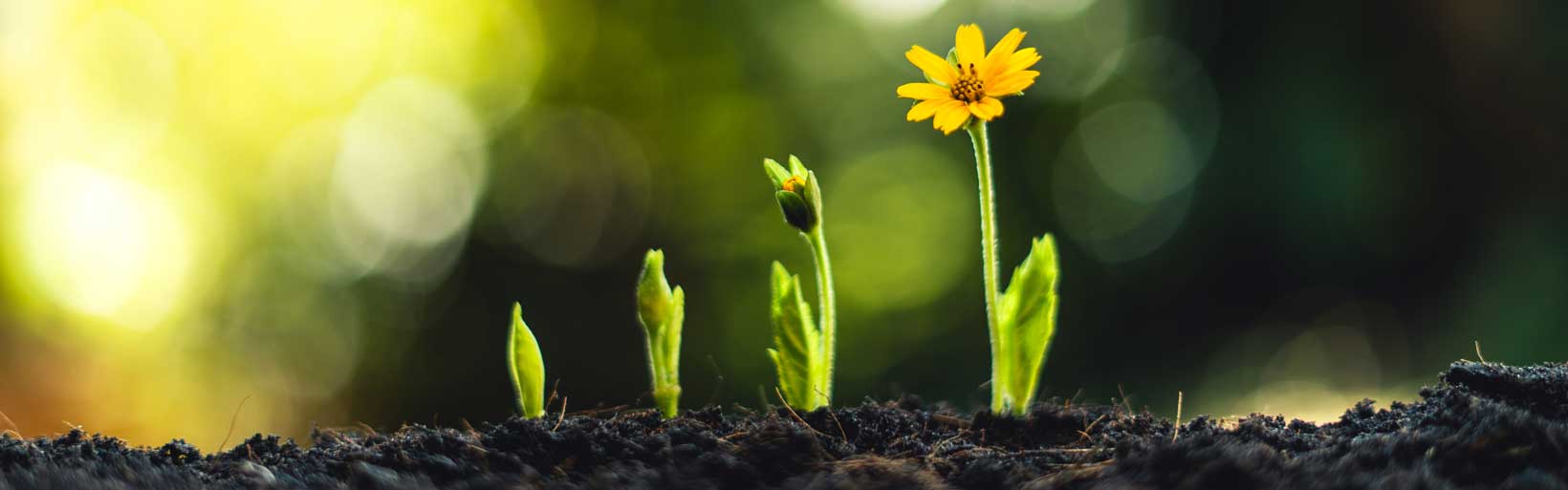 Erde mit kleiner Blume