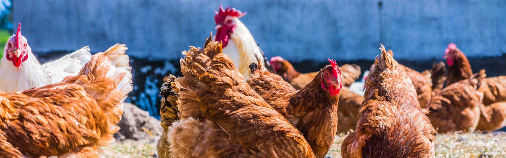 Hühner in Freilandhaltung