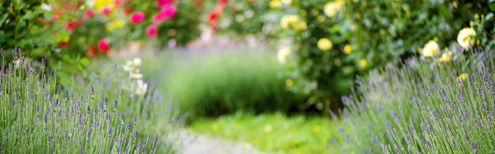 Schöner Garten im Frühsommer