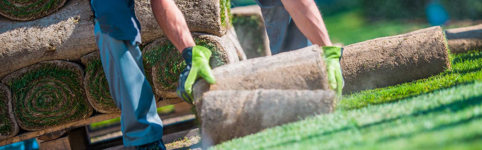 Rollrasen wird verlegt